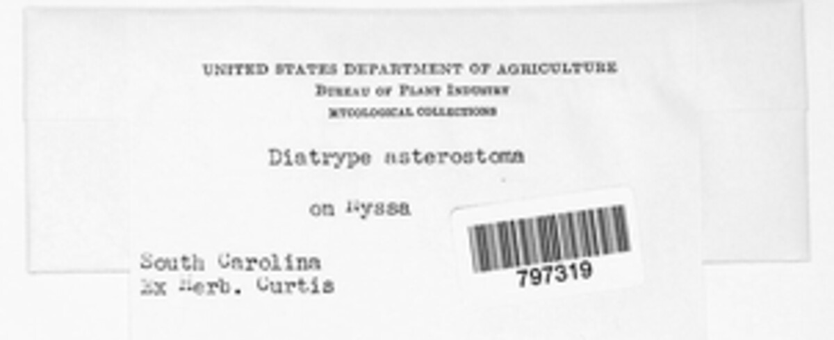 Diatrype asterostoma image